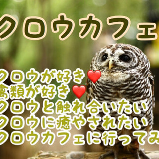 福岡趣味友作り！フクロウ好き集まれ！2/20（木）15時45分集...