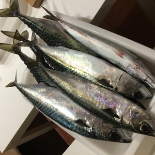 魚と肴の教室の画像