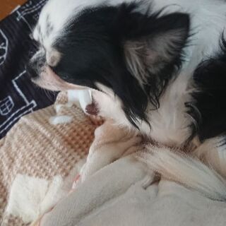 ハンデあるけど元気です