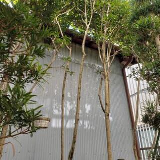 植木　庭の木　植物　金木犀