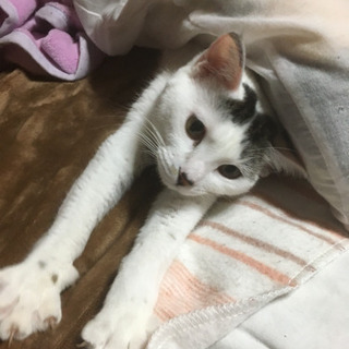 人懐っこい猫ちゃん − 三重県