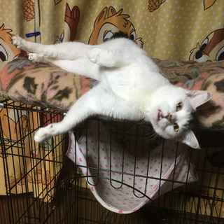 人懐っこい猫ちゃん - 亀山市
