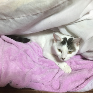 人懐っこい猫ちゃん - 猫