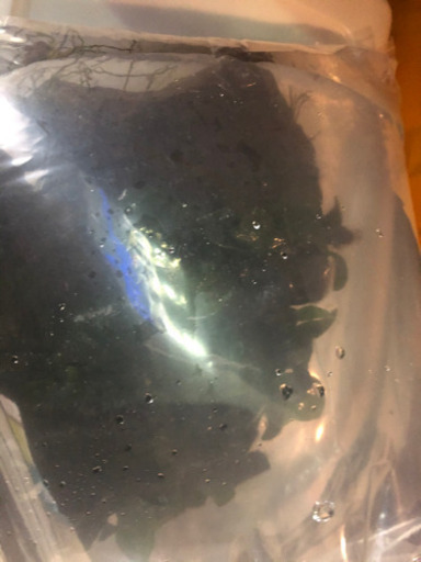 ?水草✨?親株?✨　アヌビアス ナナ溶岩石つき特大❗️