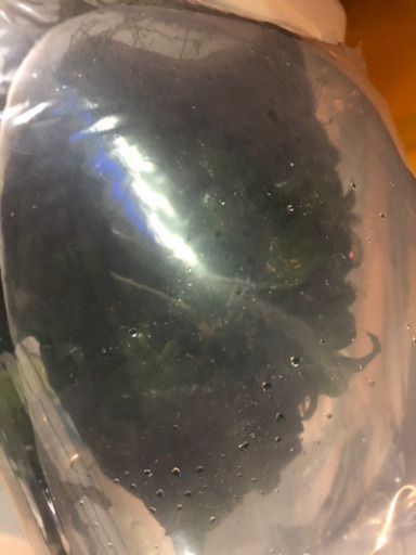 ?水草✨?親株?✨　アヌビアス ナナ溶岩石つき特大❗️