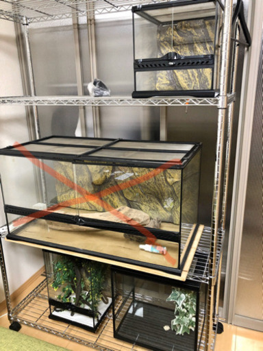 引き取り限定爬虫類飼育セット