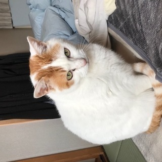緊急！！助けてください。里親さんをさがしています。
