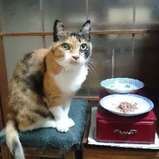 飼い主のおじいさんが施設に入ります