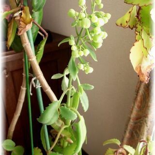 【花期終了につき休止中】多肉植物マザーリーフの開花中苗･･･残2