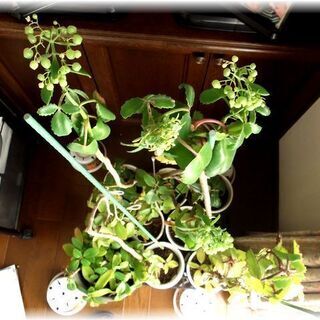 【花期終了につき休止中】多肉植物マザーリーフの開花中苗･･･残2の画像