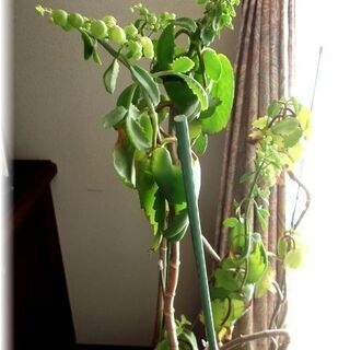 【花期終了につき休止中】多肉植物マザーリーフの開花中苗･･･残2の画像