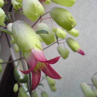 【花期終了につき休止中】多肉植物マザーリーフの開花中苗･･･残2の画像