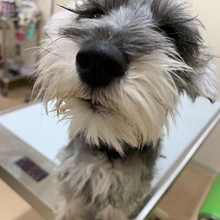 ミニチュアシュナウザーの女の子里親さん募集中 - 犬