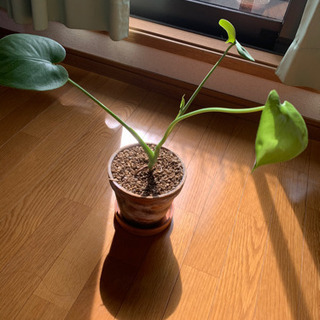 【2/24まで】観葉植物モンステラ鉢つきでなんと500円！！の画像