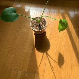【2/24まで】観葉植物モンステラ鉢つきでなんと500円！！の画像