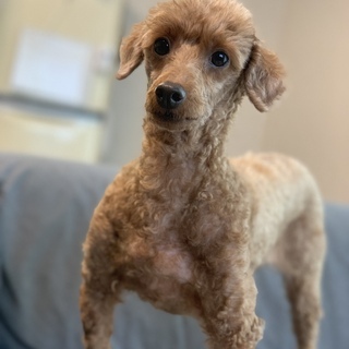 動物好きであれば未経験無資格OK　あなたのペットを連れてきてOK...