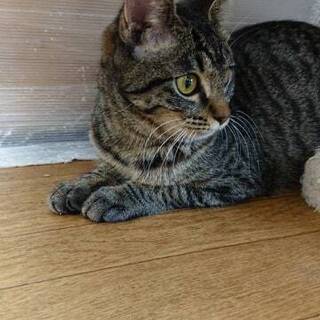 とってもキュートな子猫ちゃん　生後5か月　甘えたのももちゃん
