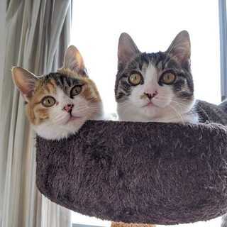 仲良し兄妹の子猫ちゃん　生後4か月　たけるくん&まおちゃん