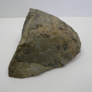 北海道　三笠市　発掘　化石　コレクション品　いろいろ　11/15の画像