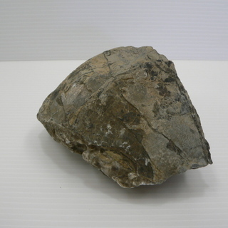 北海道　三笠市　発掘　化石　コレクション品　いろいろ　11/15の画像