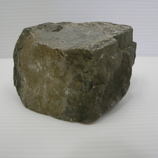 北海道　三笠市　発掘　化石　コレクション品　いろいろ　4/15の画像