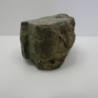 北海道　三笠市　発掘　化石　コレクション品　いろいろ　4/15の画像