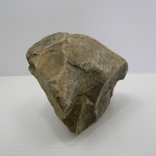 北海道　三笠市　発掘　化石　コレクション品　いろいろ　5/15の画像