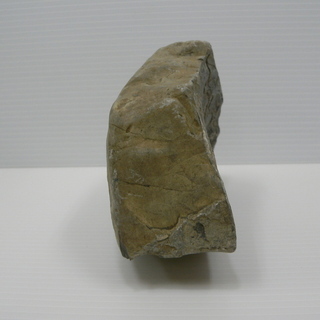 北海道　三笠市　発掘　化石　コレクション品　いろいろ　14/15の画像