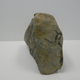 北海道　三笠市　発掘　化石　コレクション品　いろいろ　14/15の画像