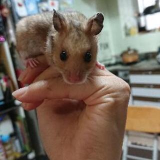 《決定しました》ハムスターbaby