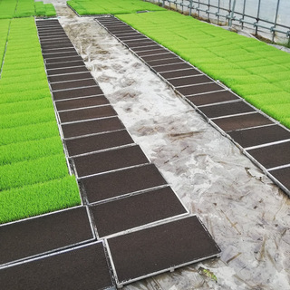 お米の種撒きと苗作りのアルバイトさん募集