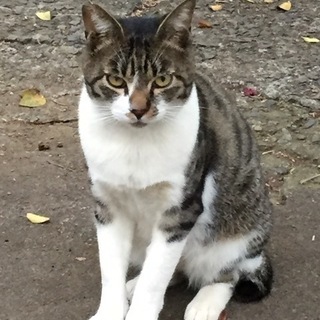 不要になった、猫のエサを譲って下さい。