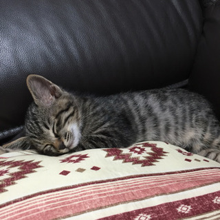 まだ子猫、飼い主さん重病のため手放す事になりました。8月24日生...