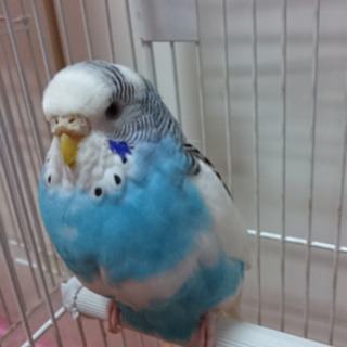セキセイインコ♡里親募集♡