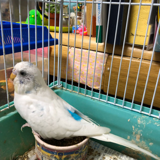 セキセイインコ里親募集♪