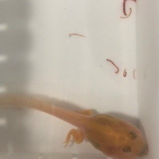 値下げクランウェルツノガエル2