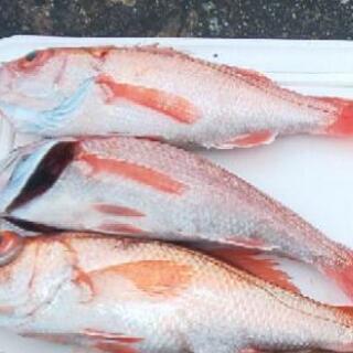 ゴムボート釣り、ミニボート釣りライングループメンバーを募集します♪ - 友達