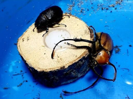 ゴロファポリテリ　ペア