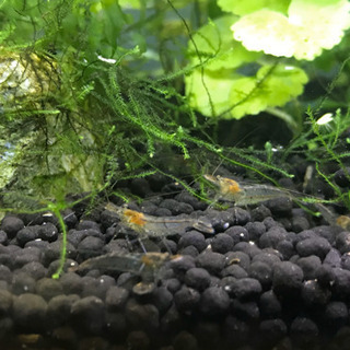 【急募】自家繁殖　ミナミヌマエビの画像