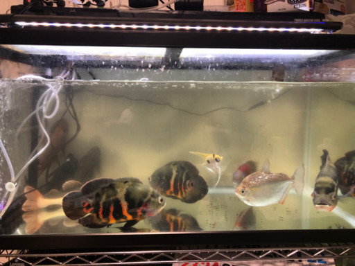 熱帯魚11匹＋水槽一式＋諸々