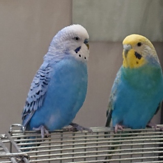 つがい♂♀のセキセイインコ９歳   譲渡済み