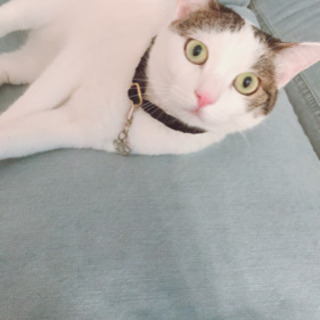 白黒 模様の雑種猫 里親募集