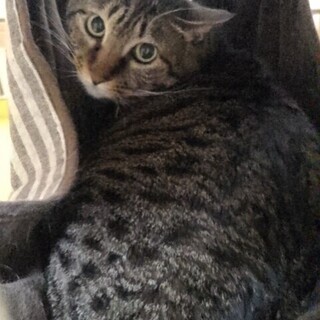 可愛い妹猫（１才）と里子に！天邪鬼なきじとらくん２才      ...
