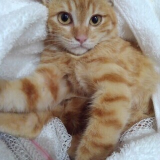 里子に出ました、気長に見てもらってます！シャー！フー！の子猫😂🙇