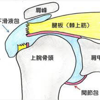 〜腱板損傷について〜