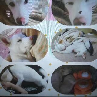 動物アレルギーになってしまいました。