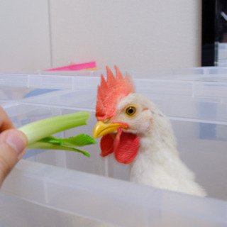 緊急　ニワトリの子供たち