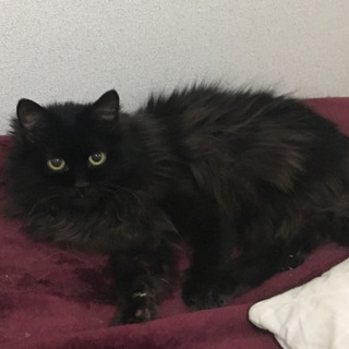 黒モフの家族を探しています。