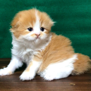 ２月の新着仔猫情報①