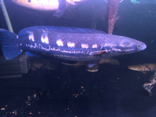 エンペラースネークヘッド 約50cm